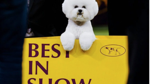 best in show bichon frise westminster