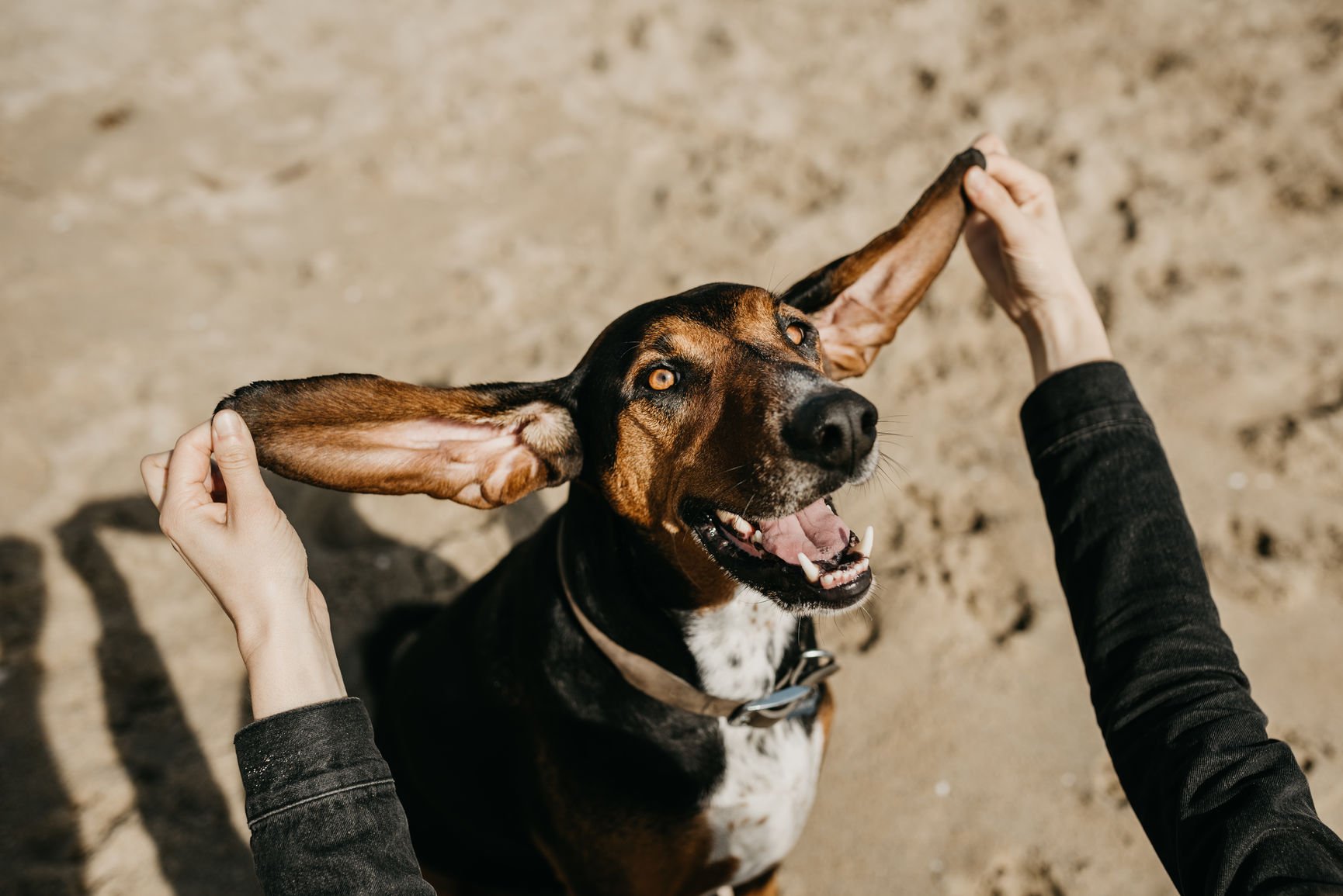 9 Reasons Dogs Make the Very Best Friends, the End | The Dog People by  