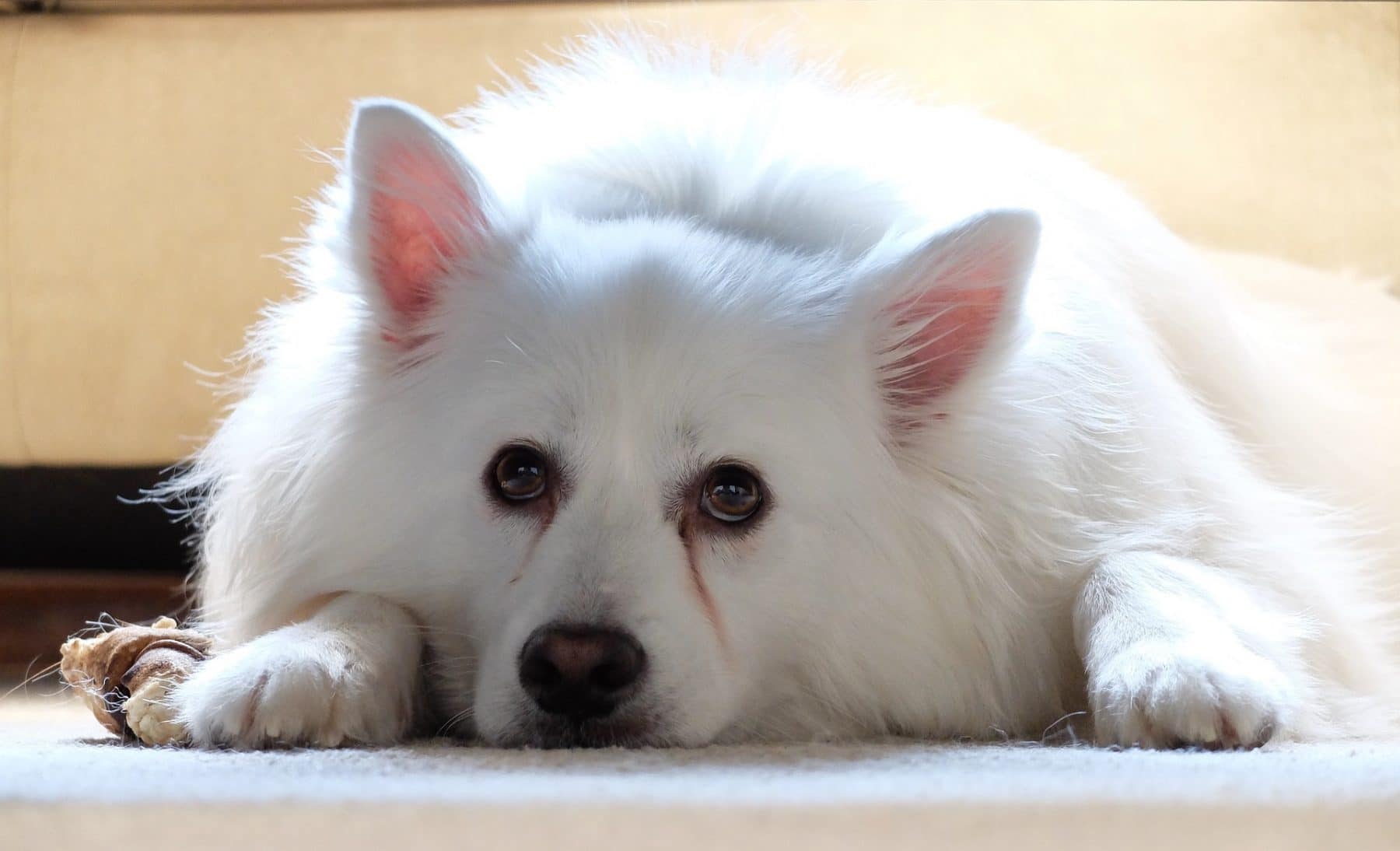 American Eskimo Dog lying on floor