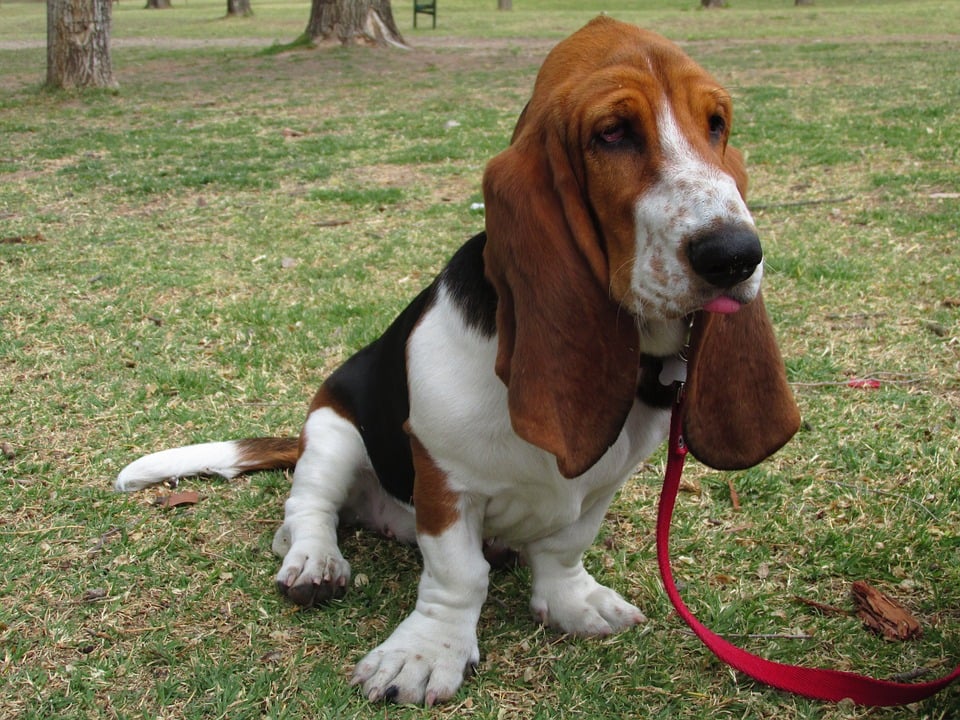 A basset hound sits on grass with its tongue out