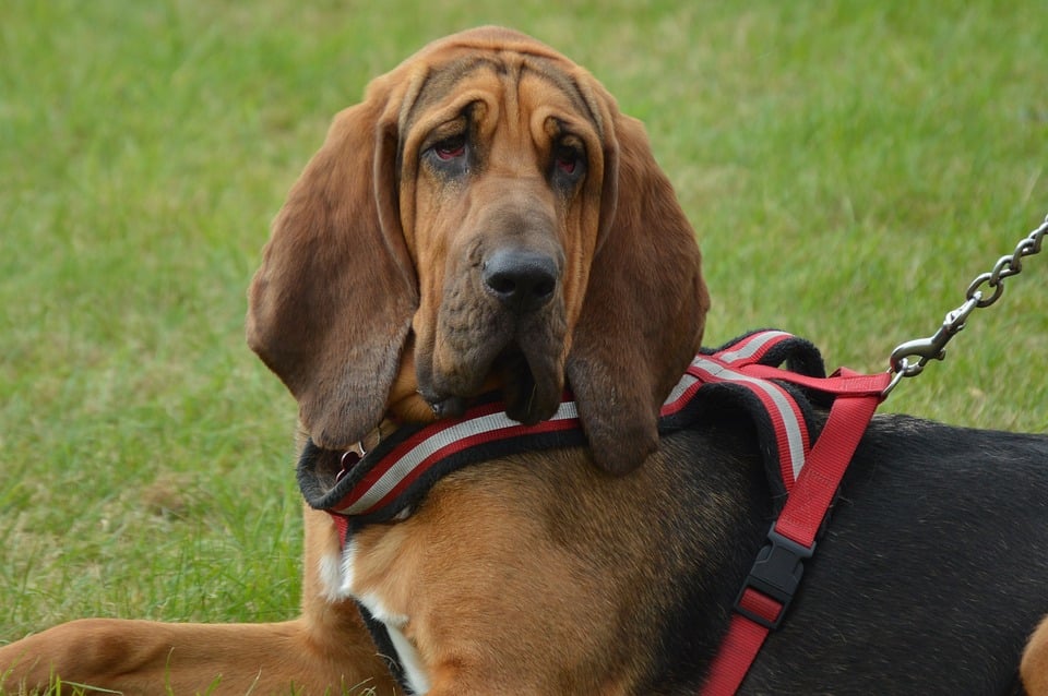 A bloodhound in a harness rests with floppy ears
