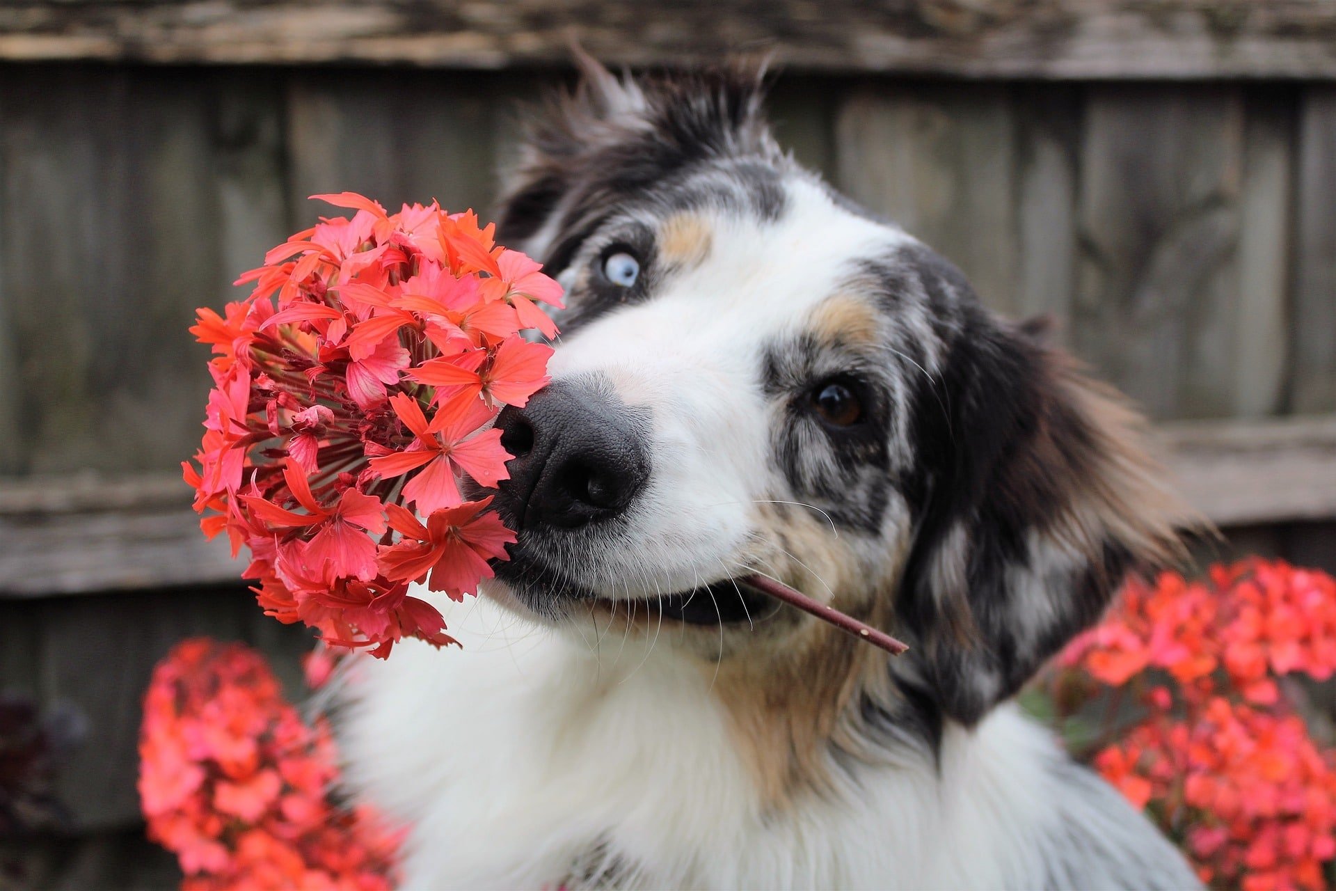 flowers not safe for dogs