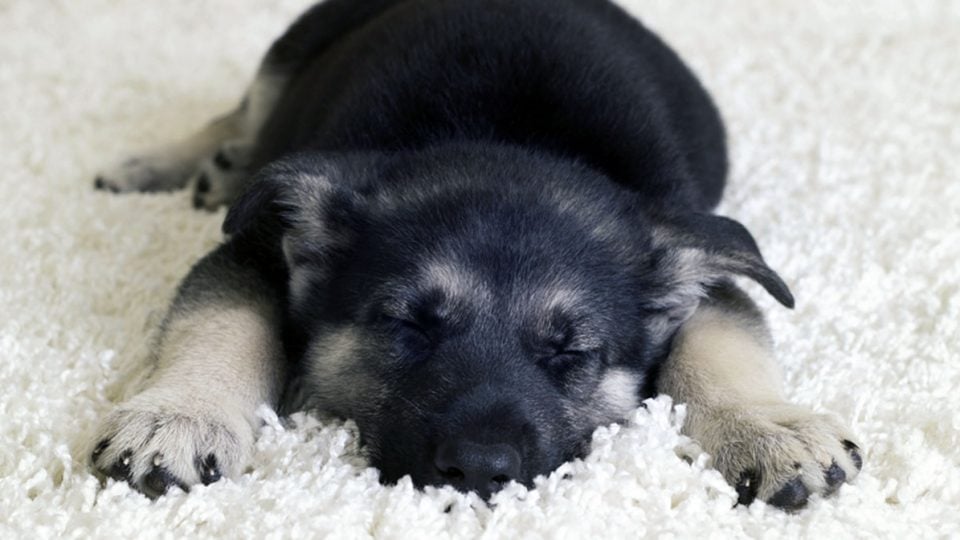 puppy sleeping on pee pad