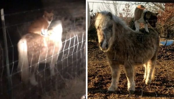 Family Amazed to Find Their Pony Giving Rides to the Neighbor’s Dog [Video]