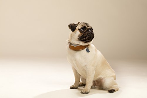 Link Akc Dog Collar Reviews Link Akc Dog Collar Reviews