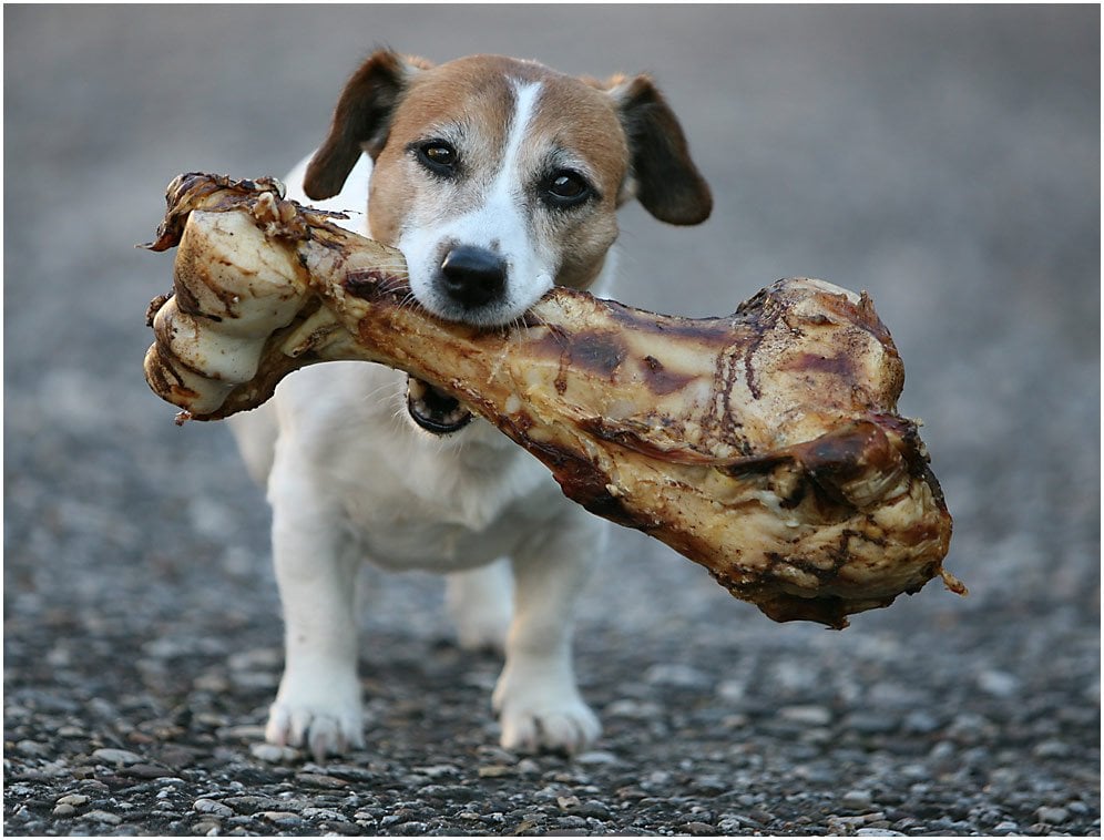 dog holding a large safe dog bone