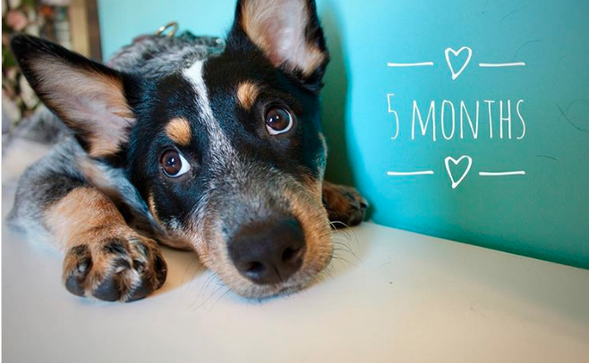 Your Puppy's Emotional Development Month by Month | The Dog People by  