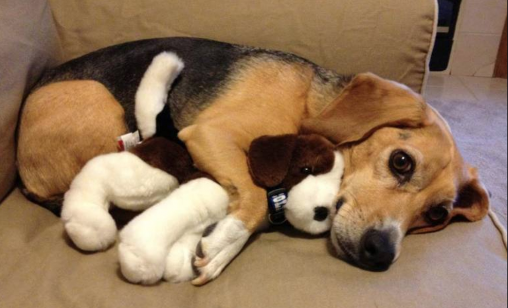 9 Soothing Toys For Anxious Dogs To Help When You Can T Be There