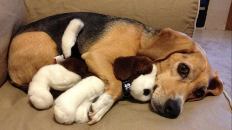 What Can I Give My Dog For Anxiety What Can I Give My Dog For Anxiety