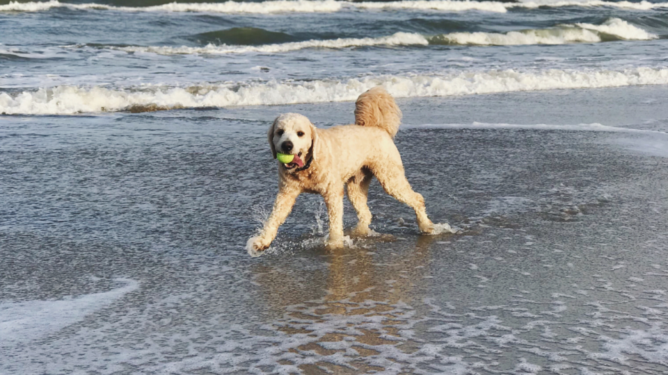 dog beaches in florida