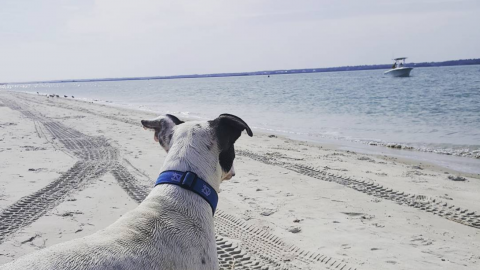 dog beaches in wilmington north carolina