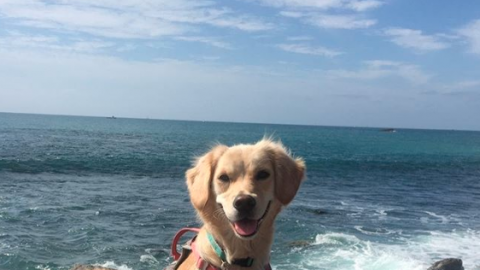 dog beaches in orange county