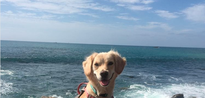 Dog Grooming In Huntington Beach Ca Dog Grooming In Huntington Beach Ca