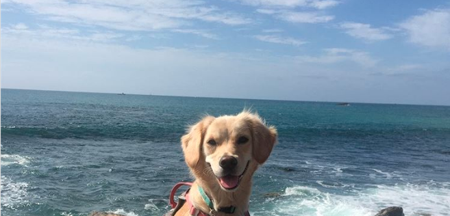 dog beaches in orange county