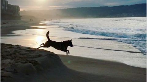 dog beach in california