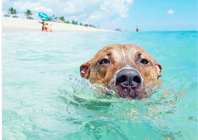 dog swimming at dog beach in boca raton