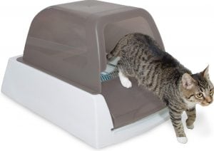 cat walking out of ScoopFree high-tech litter box