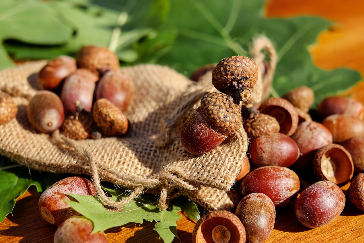 acorns