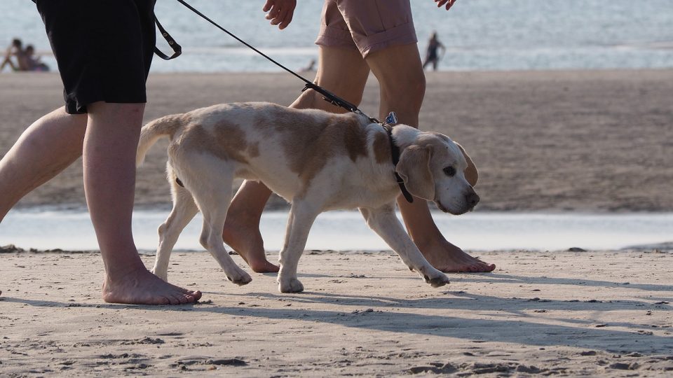 Top 4 Dog Beaches in Newport The Dog People by