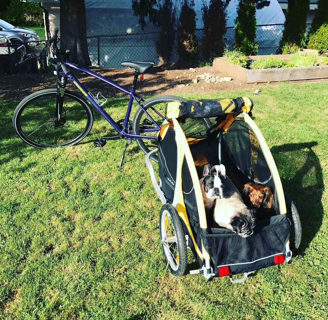 animal bike trailer