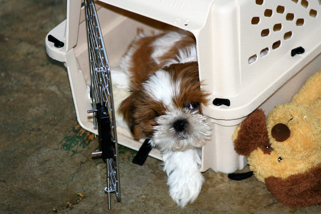 The Best Dog Crates for Puppies The Dog People by