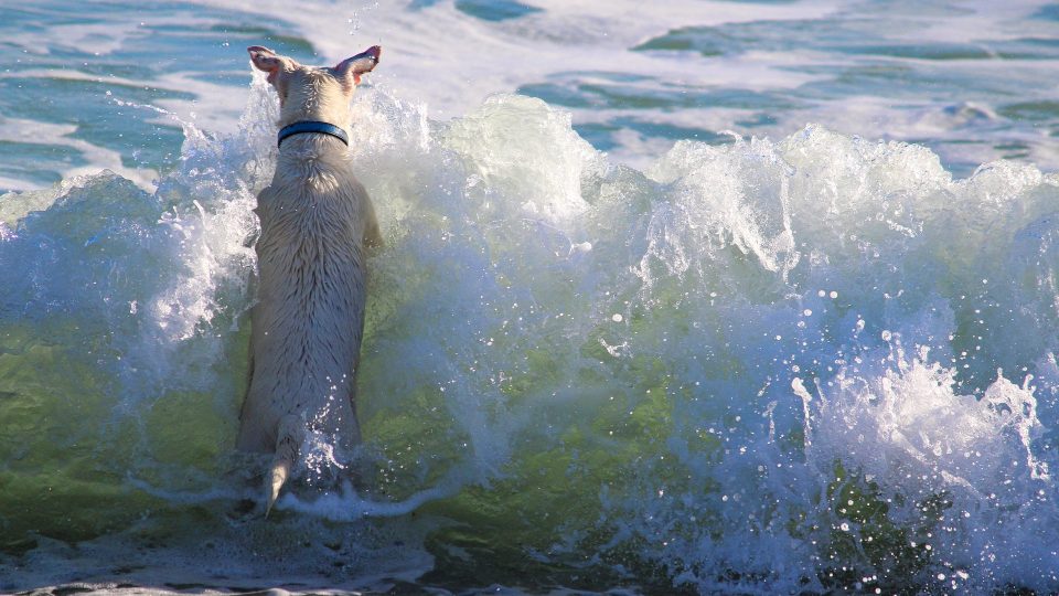 dog leaping into the waves at a dog friendly beach