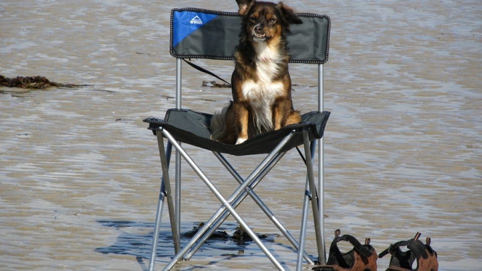 Dog Boarding North Miami Beach Fl Dog Boarding North Miami Beach Fl