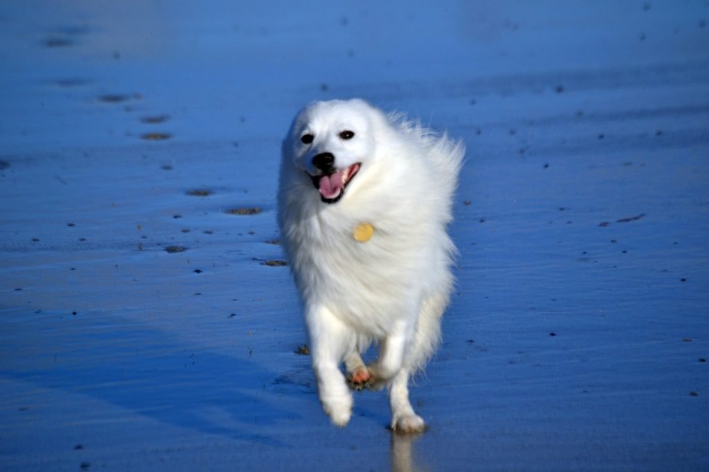 Why You Shouldn't Walk Dogs on a Beach in Windy Weather | The Dog People by  