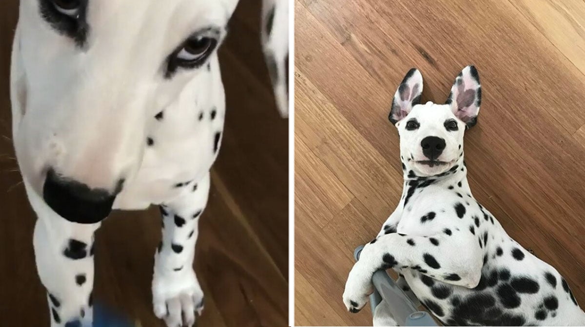 This Little Dalmatian Puppy Is Adorably Up To No Good Video The Dog People By Rover Com