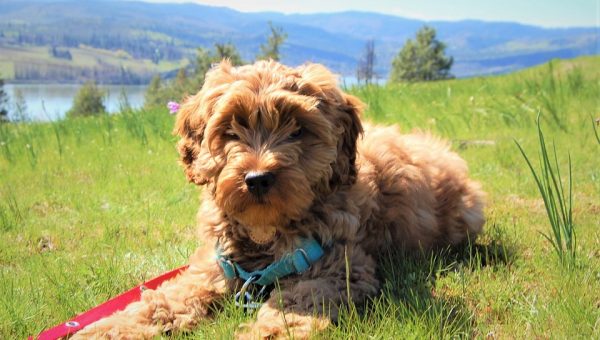 The 92 Best Brown Dog Names For 2018 The 92 Best Brown Dog Names For 2018