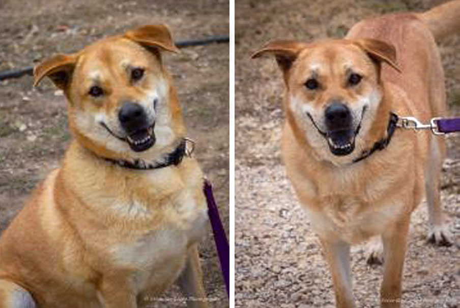 Please adopt Lucas