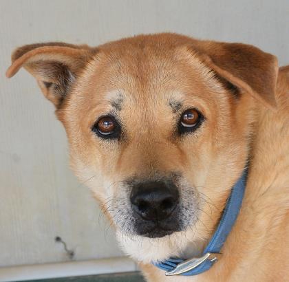 please adopt lucas, bulverde animal shelter