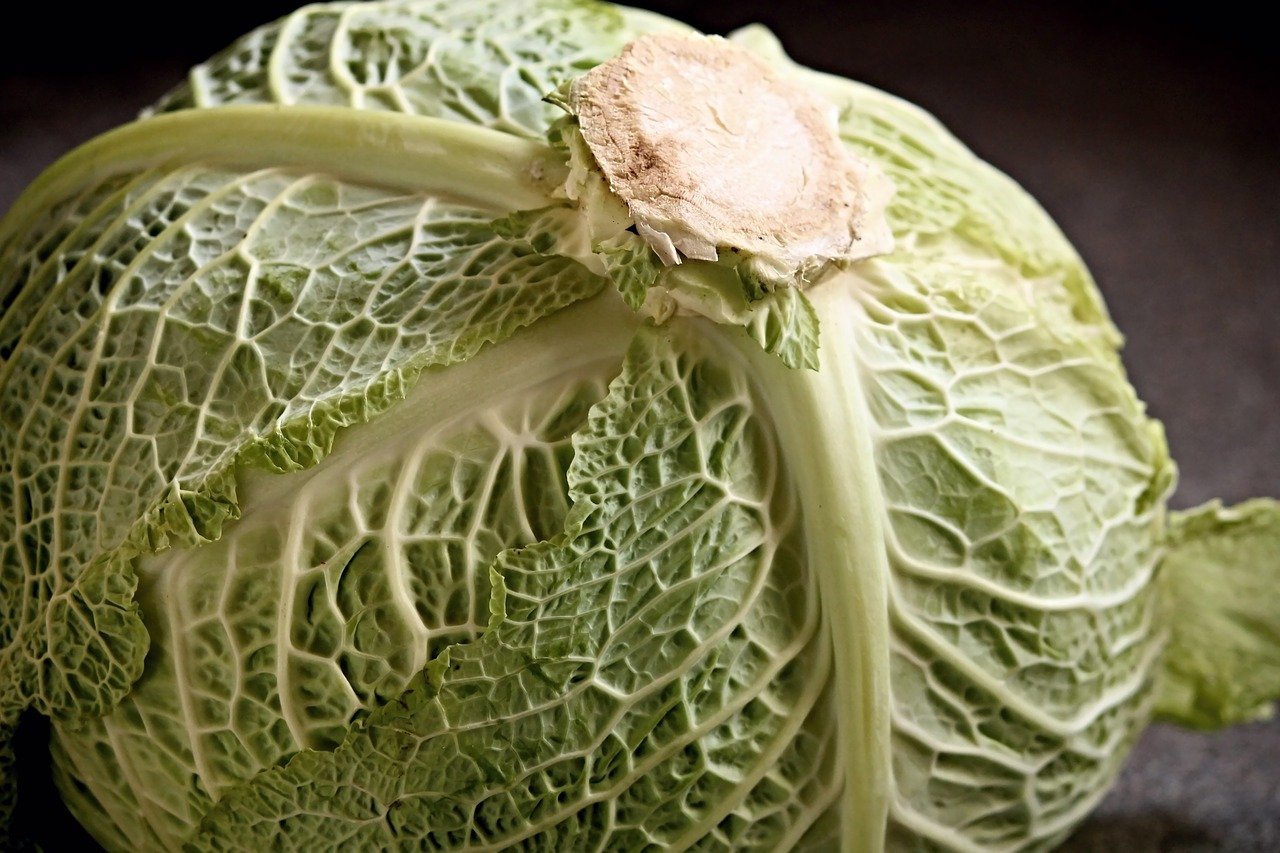 Is Cooked Cabbage Ok For Dogs Free download PDF | (Official)