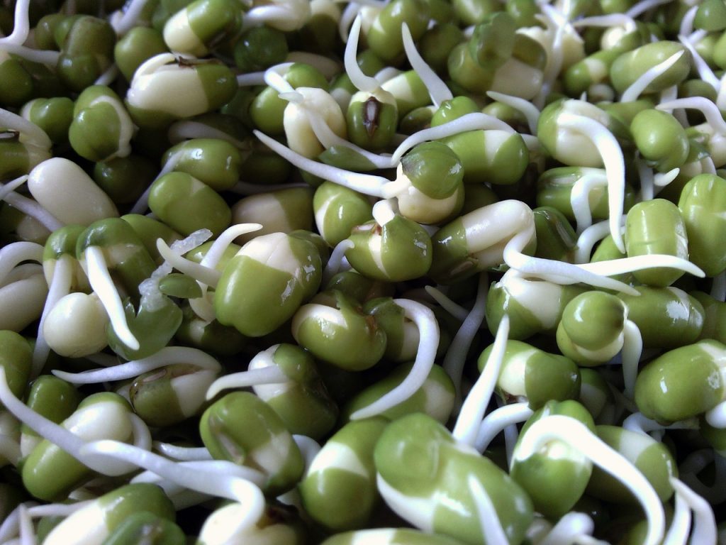 Can My Dog Eat Bean Sprouts? The Dog People by