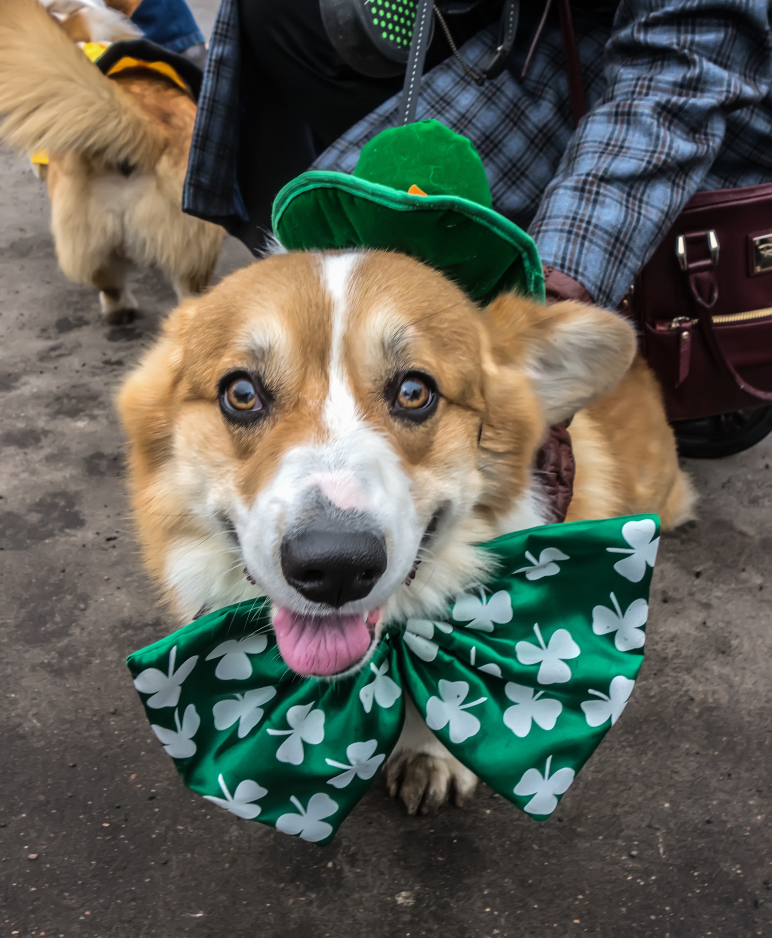These DIY Shamrock Dog Cookies Freshen Doggy Breath The Dog People by