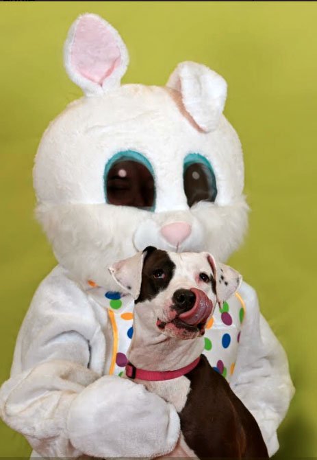 dog on easter bunny's lap