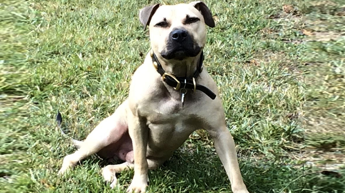 epics pit bull rescue