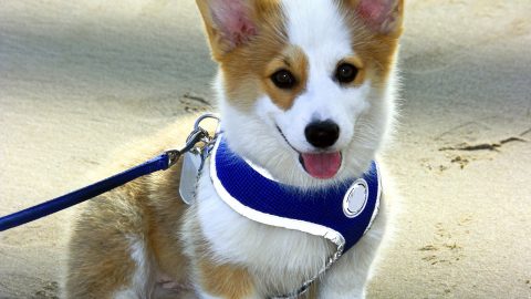 dog names for corgis