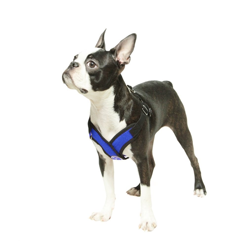 small puppy harness and lead