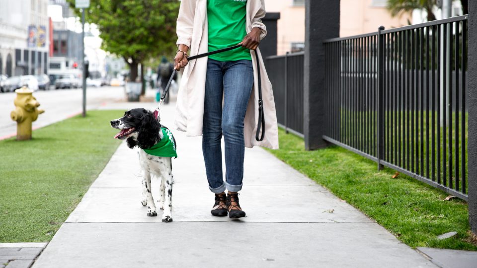 On-Demand Dog Walking with Rover