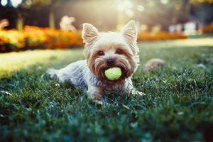 yorkshire terrier