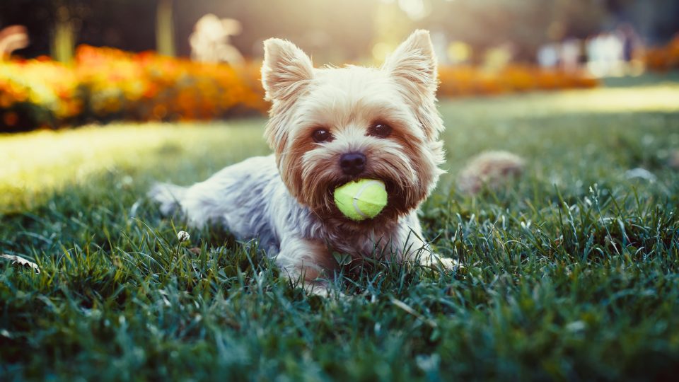 yorkshire terrier people