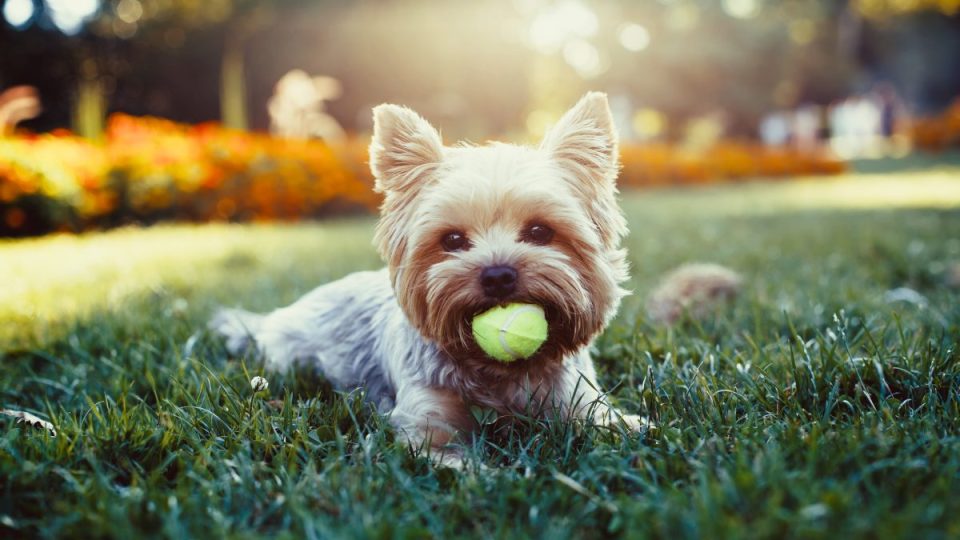 yorkshire terrier people