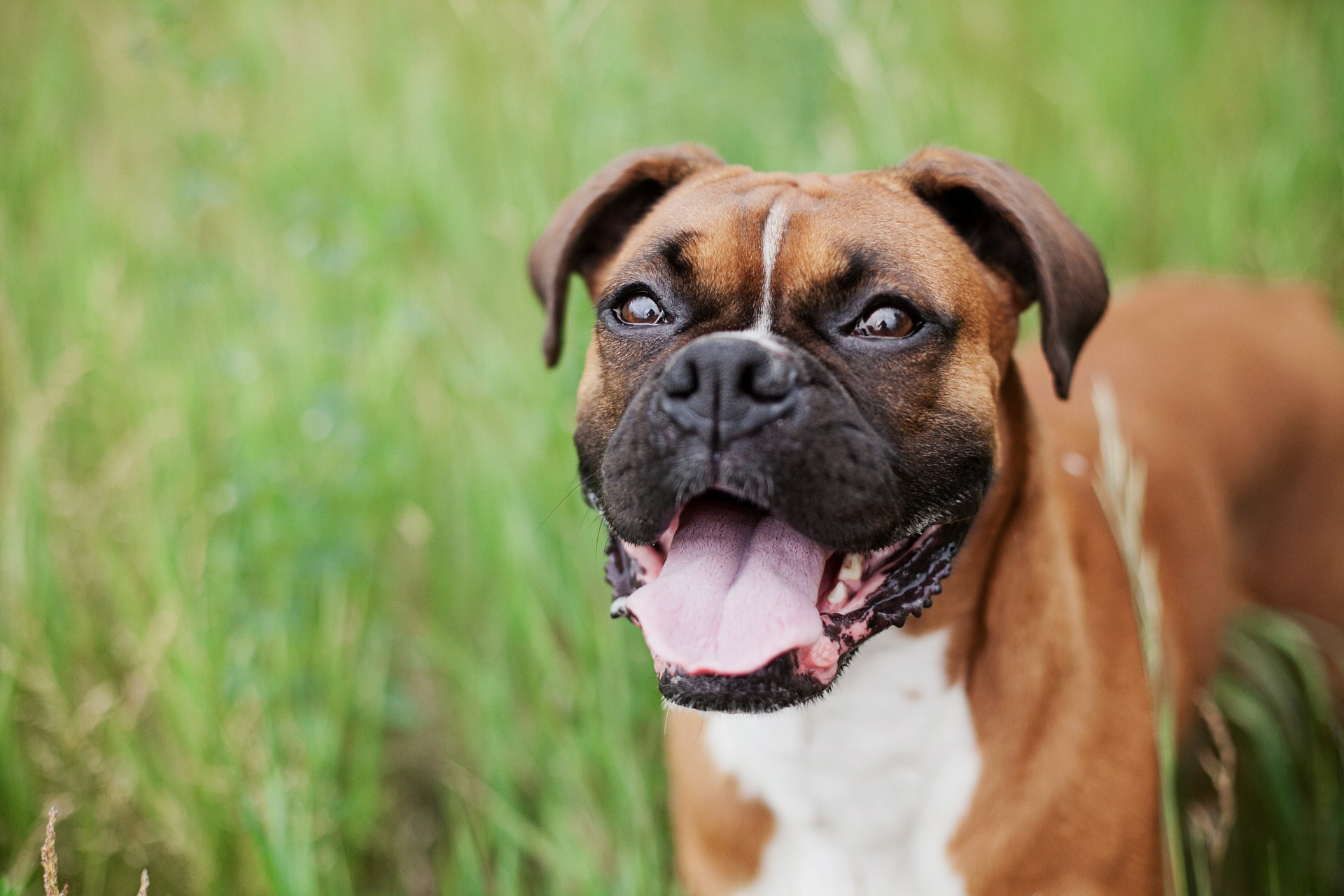 9 Reasons the Boxer Dog Is the Perfect Family Pet