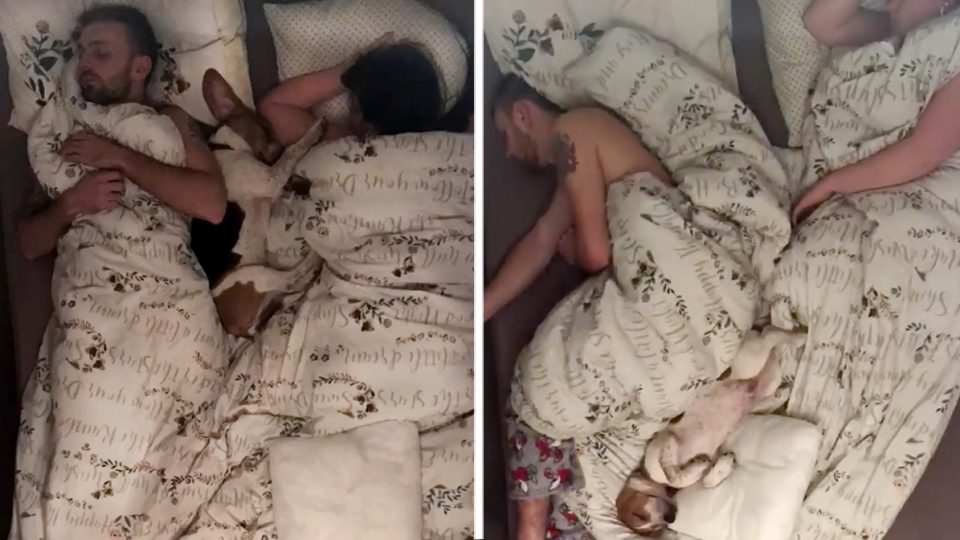 A Timelapse Video Shows Dog’s Being Weird While Sleeping with Family