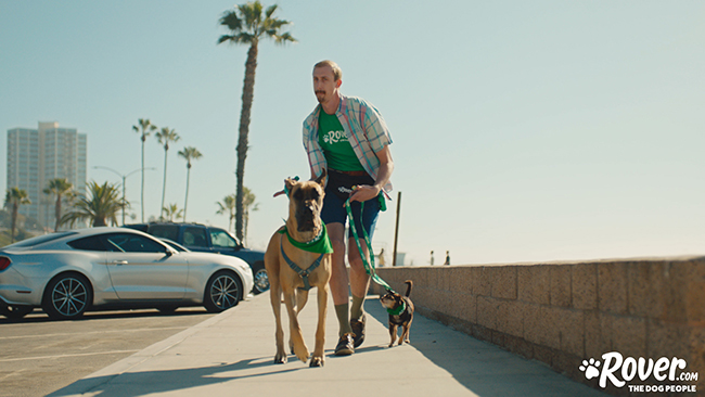 carlos the mutt and zamara the great dane rover walk it out