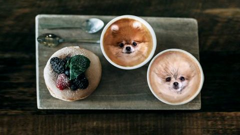 dogs in food instagram whimsical joy HERO
