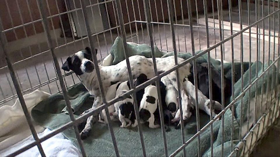 Can A Dog Die Giving Birth