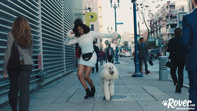 jeremy the poodle rover walk it out