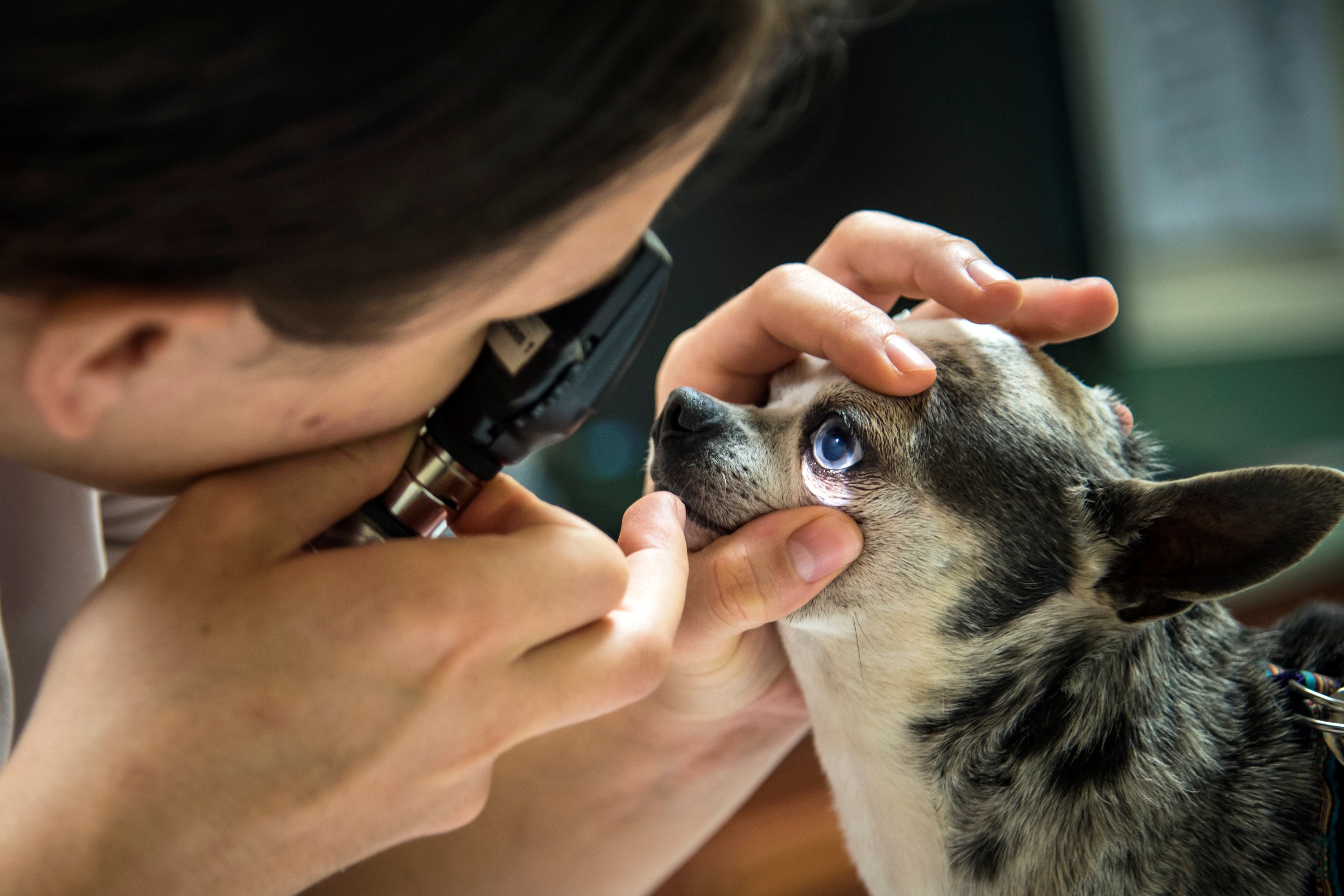 How Often Should I Take My Dog to the Vet? | The Dog People by 